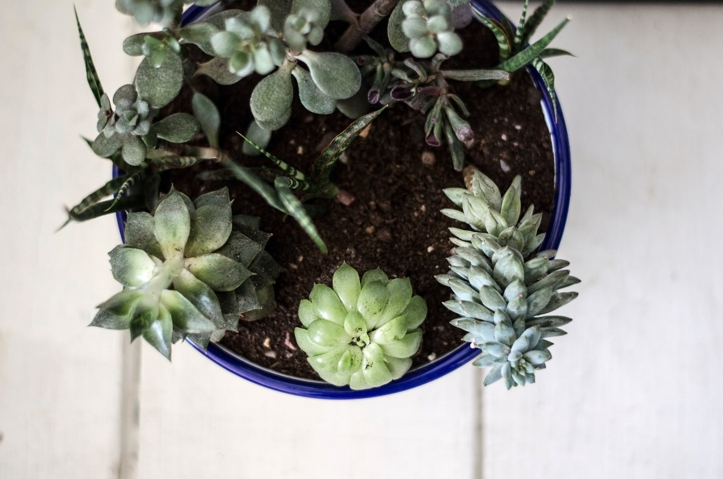Thanks For Helping Me Grow - Engraved Enamel Planter - One Mama One Shed